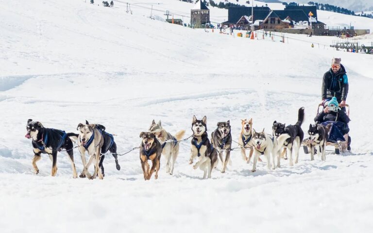 Chiens de traineaux au Mourtis